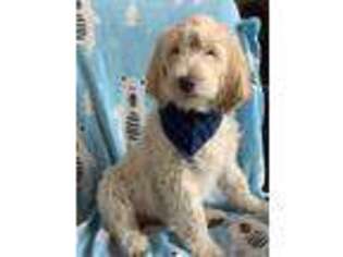 Goldendoodle Puppy for sale in Burnet, TX, USA