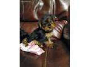 Yorkshire Terrier Puppy for sale in Springfield, MA, USA