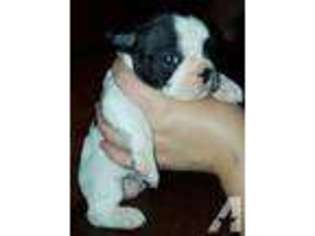 French Bulldog Puppy for sale in CEDAR RAPIDS, IA, USA