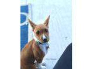Basenji Puppy for sale in Lewisville, TX, USA