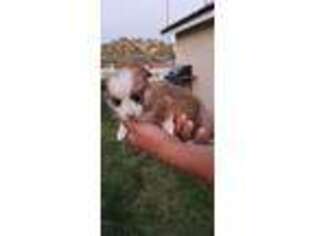 Pembroke Welsh Corgi Puppy for sale in Duncan, AZ, USA