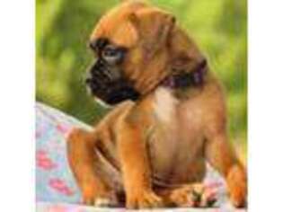 Boxer Puppy for sale in Delano, TN, USA