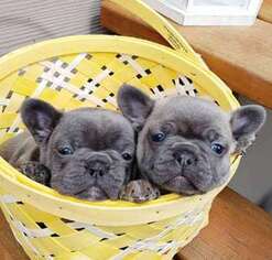 French Bulldog Puppy for sale in Gassaway, WV, USA