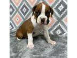 Boxer Puppy for sale in Odessa, MO, USA