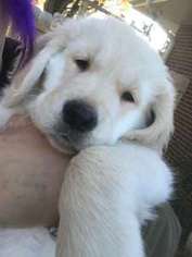 Mutt Puppy for sale in Oregon, OH, USA