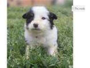 Miniature Australian Shepherd Puppy for sale in Fayetteville, AR, USA