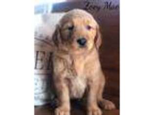 Golden Retriever Puppy for sale in Rogersville, MO, USA