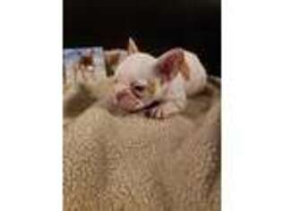 French Bulldog Puppy for sale in Belle Valley, OH, USA