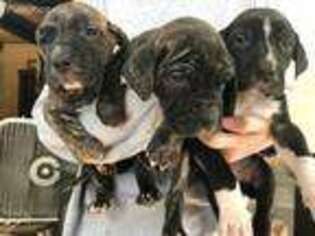 Great Dane Puppy for sale in Forest City, PA, USA