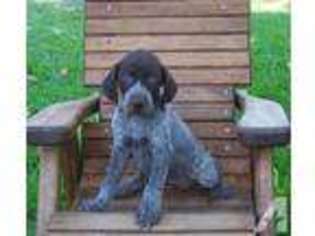 German Shorthaired Pointer Puppy for sale in CORRIGAN, TX, USA