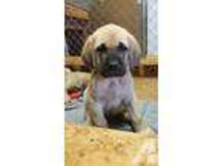 Mastiff Puppy for sale in WARSAW, OH, USA