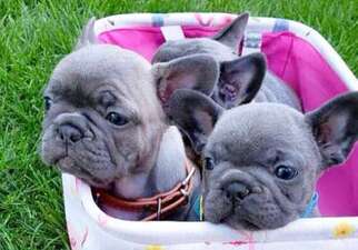 French Bulldog Puppy for sale in Asbury Park, NJ, USA