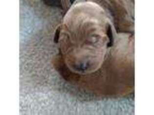 Goldendoodle Puppy for sale in Canaan, ME, USA
