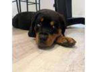Rottweiler Puppy for sale in Cleveland, OH, USA