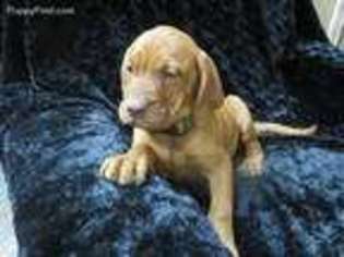 Mastiff Puppy for sale in Pottstown, PA, USA