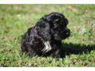 Cock-A-Poo Puppy for sale in Sutherlin, OR, USA