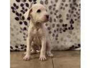 Dogo Argentino Puppy for sale in Murrieta, CA, USA