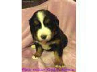 Bernese Mountain Dog Puppy for sale in Bismarck, IL, USA