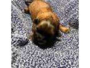 Mutt Puppy for sale in Lakewood, OH, USA