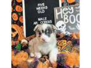 Cardigan Welsh Corgi Puppy for sale in Fayetteville, TN, USA