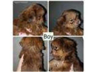 Mutt Puppy for sale in Max Meadows, VA, USA