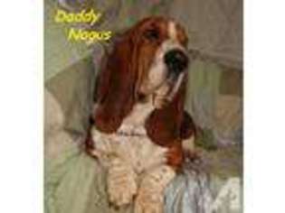 Basset Hound Puppy for sale in EAGLE POINT, OR, USA
