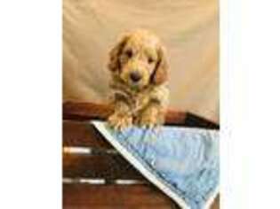 Goldendoodle Puppy for sale in Riverton, IL, USA