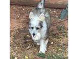 Chinese Crested Puppy for sale in Piedmont, OK, USA