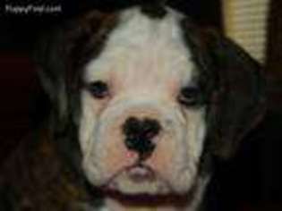 Olde English Bulldogge Puppy for sale in Warsaw, OH, USA