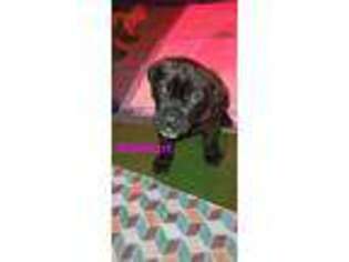 Cane Corso Puppy for sale in Carlisle, IA, USA