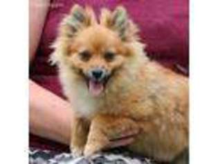 Pomeranian Puppy for sale in Baltic, OH, USA