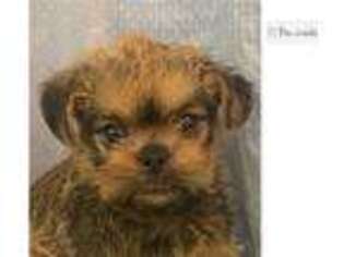 Brussels Griffon Puppy for sale in Unknown, , USA