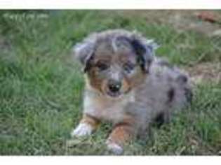 Miniature Australian Shepherd Puppy for sale in Tuttle, OK, USA