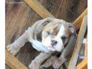 Bulldog Puppy for sale in Melbourne, FL, USA