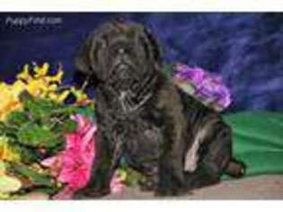 Cane Corso Puppy for sale in Christiana, PA, USA
