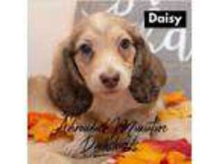 Dachshund Puppy for sale in Galway, NY, USA
