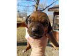 Rhodesian Ridgeback Puppy for sale in Lawson, MO, USA