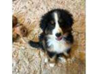 Bernese Mountain Dog Puppy for sale in Powell, WY, USA