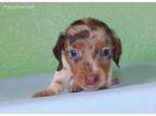 Dachshund Puppy for sale in Siloam Springs, AR, USA