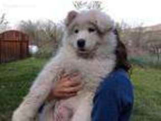 Samoyed Puppy for sale in Paonia, CO, USA