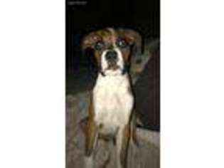 Boxer Puppy for sale in Powell, TN, USA