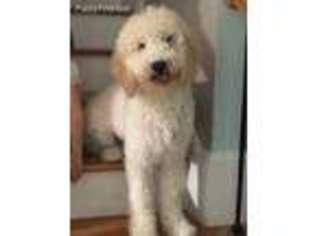 Goldendoodle Puppy for sale in Morrisville, NC, USA