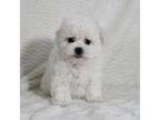 Maltese Puppy for sale in Littlerock, CA, USA