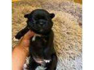 Pug Puppy for sale in New London, OH, USA