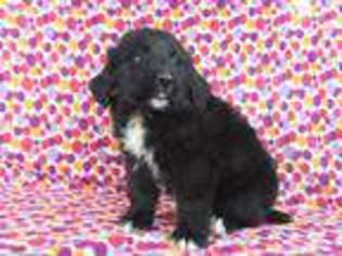 Newfoundland Puppy for sale in Riverside, IA, USA