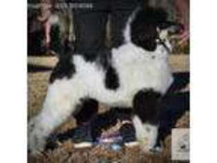 Mutt Puppy for sale in Marionville, MO, USA