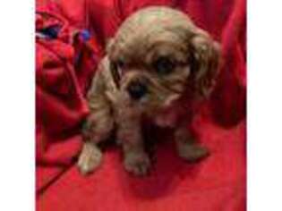 Cavalier King Charles Spaniel Puppy for sale in Mediapolis, IA, USA