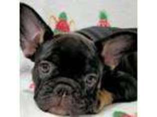 French Bulldog Puppy for sale in Mount Vernon, IL, USA