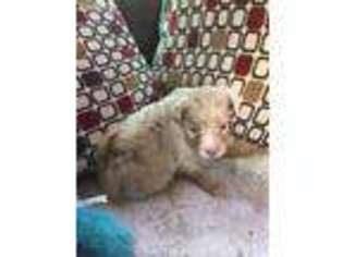 Miniature Australian Shepherd Puppy for sale in Laurelville, OH, USA