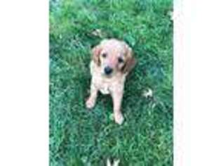 Goldendoodle Puppy for sale in Clarion, PA, USA